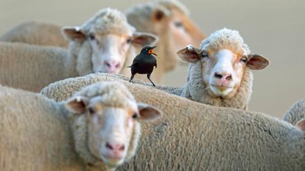 Sie sind wollig und sie sind viele: Die Zahl der Schafe in Brandenburg ist gestiegen (Symbolbild).