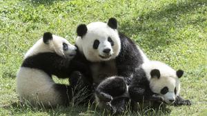 Aller guten Dinge sind drei: Pandamama Mengmeng mit ihren Kleinen.