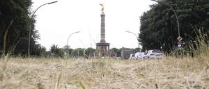 Da wächst kein Gras mehr. Berlins Sommer war der trockenste der Geschichte.