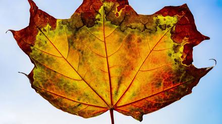  Herbstlich gefärbtes Ahornblatt im Gegenlicht, Studioaufnahme Deutschland *** Autumn colored maple leaf backlit, studio shot Germany 