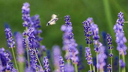 Lavendel kommt ohne viel Wasser aus – und beliebt bei Insekten.
