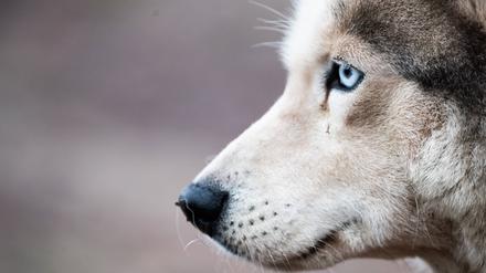 A husky dog is seen in a kennel in the city of Barentsburg on the Svalbard archipelago, Russia.
