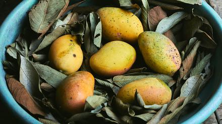 A top view closeup of ripe mangoes inside of a blue bowl with leaves on the ground