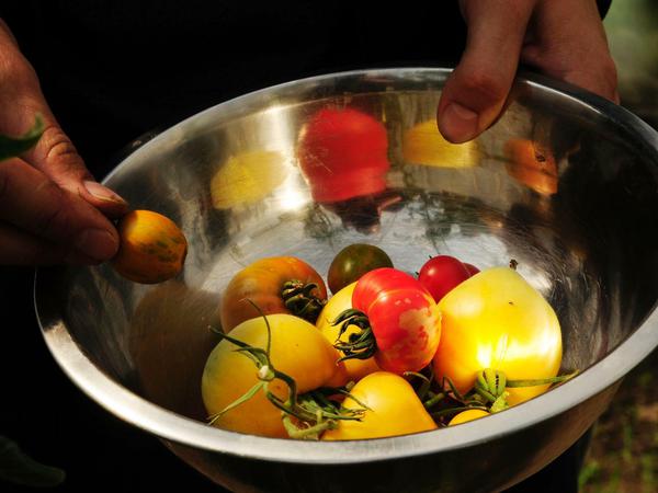 30 Tomatensorten wachsen in den "Kochenden Gärten".