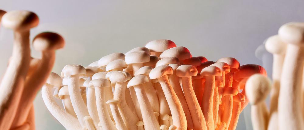 Das Rohmaterial für Fleischersatz von Mushlabs: Pilze