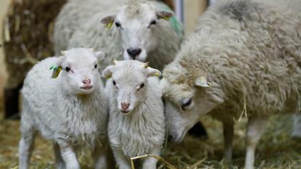 Schafe sind beim Eröffnungstag der Grünen Woche 2019 zu sehen. Im Jahr 2021 fand die Messe als reine Online-Veranstaltung statt. 