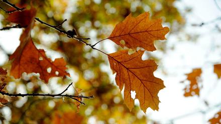 Bald ist es wieder soweit: Herbstlaub an einem Baum im Tiergarten.