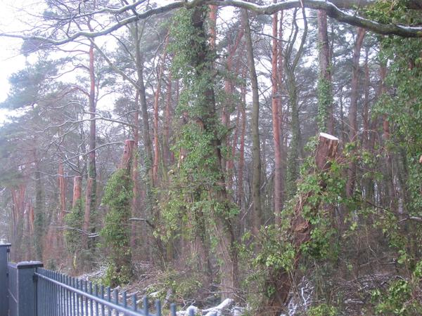 Diese Aufnahme vom Morgen des 30.1. zeigt viele Stümpfe am Waldrand des Oskar-Helene-Parks