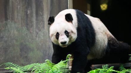 Ab Sommer nächsten Jahres sollen im Zoo wieder Pandas leben.