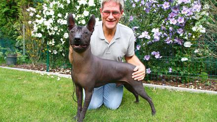 Wie in Stein gemeißelt. Das Posieren hat der Hund drauf: Macho, ein dreijähriger mexikanischer Nackthund, ist der Stolz des Lichtenraders Jörg Rook. Auf Hundeschauen ist der schwarze Rüde der große Abräumer.