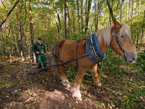 Wo Maschinen nicht hinkommen. Das Rückepferd "Volker" und ein Waldarbeiter entfernen Traubenkirschen im Wald der Revierförsterei Dreilinden.