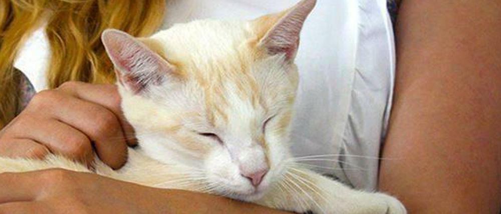 Katzen zu streicheln finden manche Menschen beruhigend. Ein Besuch im Katzencafé dient diesen zur Entspannung.