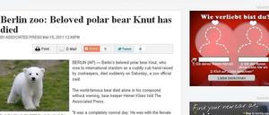 Ganz in weiß: "Der geliebte Eisbär Knut ist gestorben", meldet die Chicago Sun Times auf ihrer Homepage.