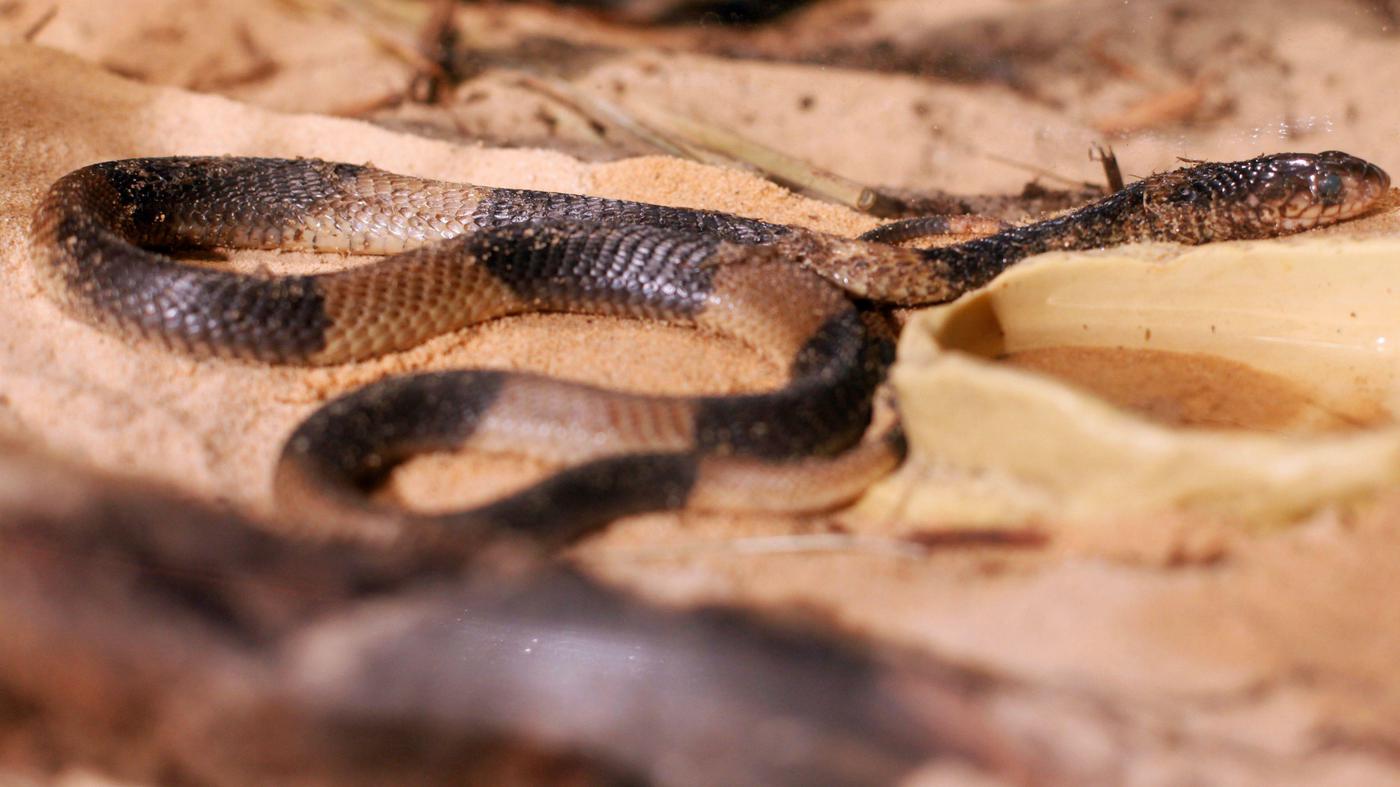 Von Tag zu Tag Kobra, übernehmen Sie!