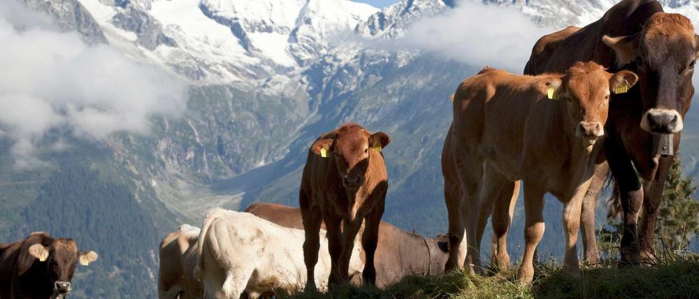 Kühe in den Schweizer Bergen. Wanderer sollten vor allem vorsichtig sein, wenn sie Kälber dabei haben. 