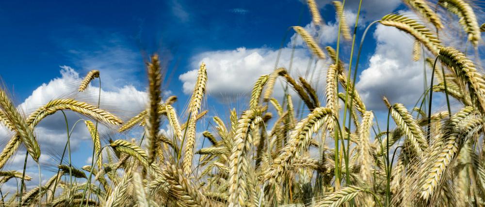 Droht die nächste Dürre? Brandenburger Bauern rechnen mit einer schlechten Ernte. 