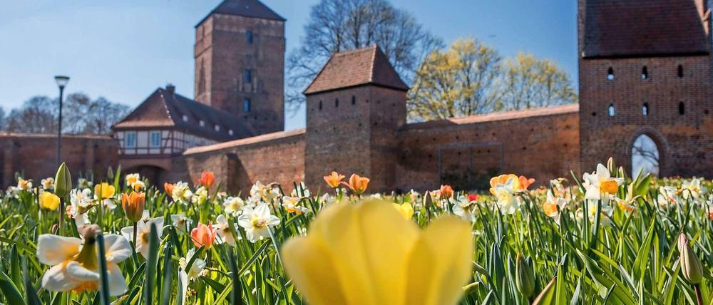 Landesgartenschau in Wittstock. Tulpen und Narzissen blühen vor der Stadtmauer mit der Alte Bischofsburg. Am 18. April 2019 öffnet die Laga unter dem Motto "Rundum schöne Aussichten".