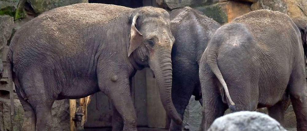 Schon etwas altersschwach: die asiatischen Elefantenkühen Louise, immerhin 41 Jahre alt, und Astra, 34 Jahre im Berliner Tierpark.