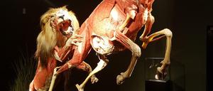 Löwe „Icke“ jagt eine Onyx-Antilope im Menschen Museum am Alex. Die Anfertigung der Silikon-Plastinate hat drei Jahre gedauert. 