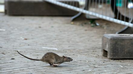 Manche halten sie sogar als Haustier, aber in Charlottenburg will sie keiner: Die Ratte.