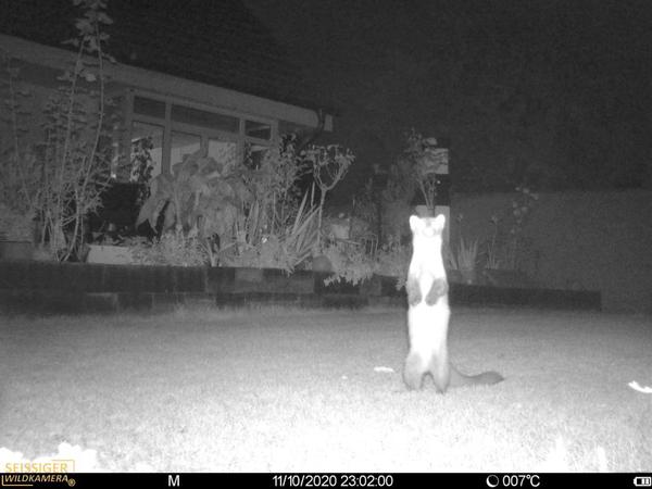 Wenn Fuchs auf Marder und Katze trifft : Wildtierkameras zeigen das  Nachtleben in Berlins Gärten