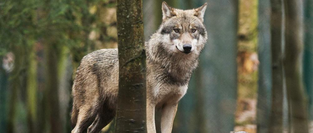 Die Jäger in Brandenburg fordern seit Jahren, Wölfe anschießen zu dürfen – der Schutz der Tiere wurde gelockert.