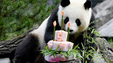 Zum 5. Geburtstag bekam Pandaweibchen Meng Meng eine Torte mit zuckerfreien Leckereien wie Bambus, Äpfel, Möhren und Eis. 