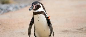 86 Pinguine leben in Berlins Zoo und Tierpark - dieser hier watschelt allerdings im Vogelpark Marlow.