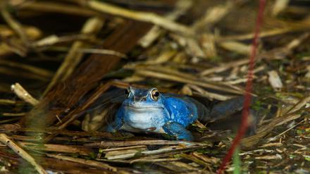 Ein blau gefärbter männlicher Moorfrosch (Rana arvalis) sitzt in einem Teich.