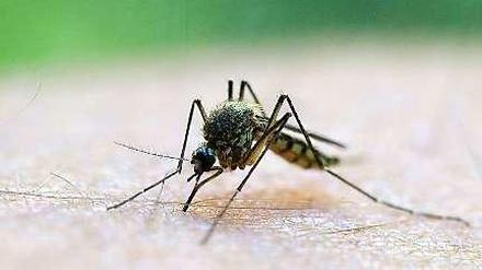 Bis zu zehn Mal so viele Mücken wie im Vorjahr haben Wissenschaftler festgestellt.