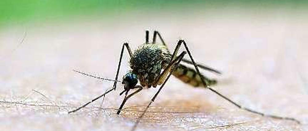 Bis zu zehn Mal so viele Mücken wie im Vorjahr haben Wissenschaftler festgestellt.