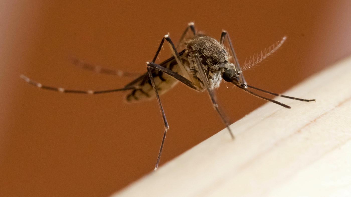 Mückenplage Zuviel ist zuviel! Her mit der Obergrenze!