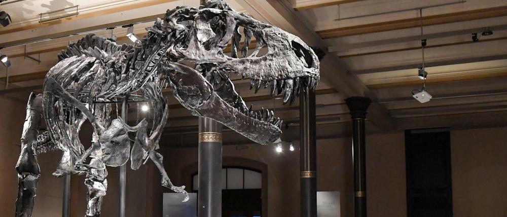 Das Skelett des Tristan genannten Tyrannosaurus rex im Museum für Naturkunde. 