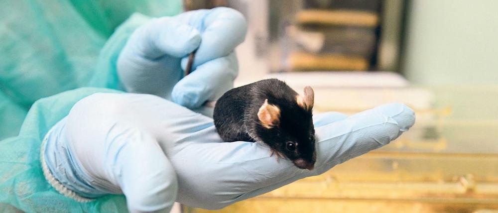 Versuchsobjekt: Eine Maus im Max-Delbrück-Zentrum für Molekulare Medizin. 