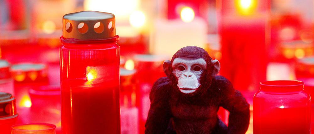 Zwei Tage nach dem Brand im Affenhaus des Krefelder Zoos steht ein Stofftieräffchen neben Trauerkerzen.