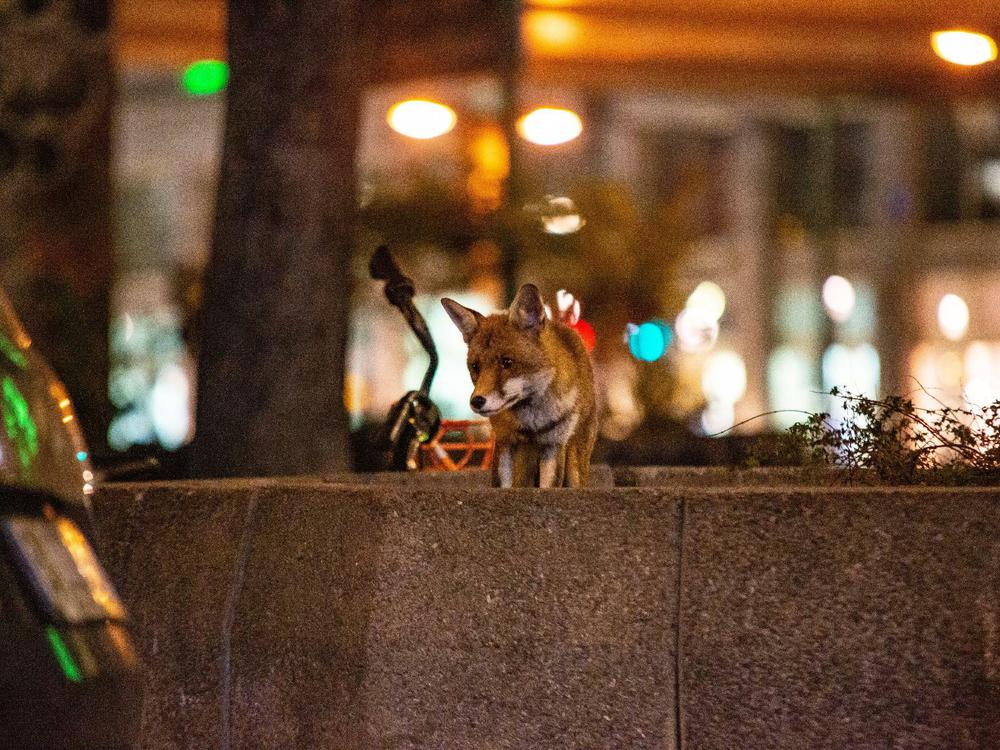 Die Tiere kommen den Menschen ganz nahe: Wie gefährlich sind die Füchse in Berlin?