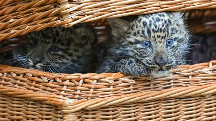Nanu, was ist denn da los? Leopardentypisch haben die Jungtiere ihre ersten Wochen völlig ungestört in der Wurfhöhle verbracht und beginnen nun, ihre Umgebung und auch das Außengehege zu erkunden.