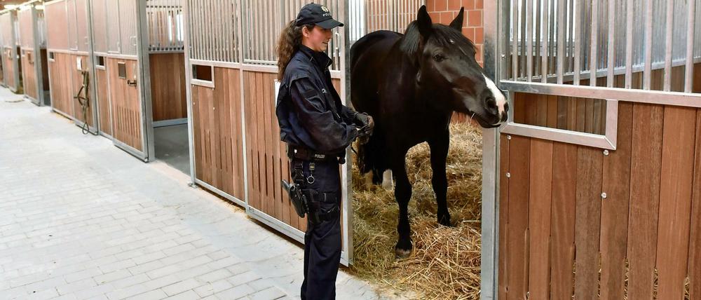 Nach dem Umzug inspiziert ein Pferd der Reiterstaffel der Bundespolizei die neue Umgebung in Stahnsdorf.