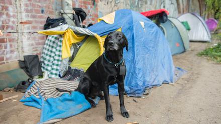 Pogo, der Hund eines Obdachlosen, sitzt im Oktober 2017 vor einem Zelt im Tiergarten.