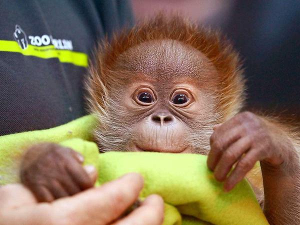 Gestatten: Rieke! Das Orang-Utan-Mädchen wurde am Freitag, den 6. Februar im Zoo zum ersten Mal der Öffentlichkeit vorgestellt.  