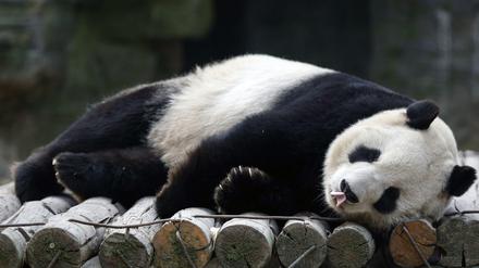 Sieht gemütlich aus. Auch im neuen Panda-Gehe des Zoos wird es sich gut leben können.