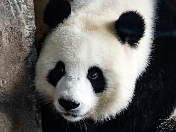 Panda-Weibchen Meng Meng kam als Leihgabe aus China in den Berliner Zoo.