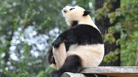 Panda-Dame Meng Meng: sensibel und verspielt.