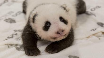 Hallo Welt: Die Pandababys sind mittlerweile deutlich aktiver.