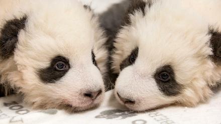 Die beiden Panda-Jungtiere aus dem Zoo Berlin.