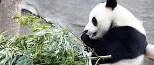Der Zoo soll Pandas bekommen (nicht diesen). 