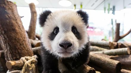Achtung, hier komme ich: Panda Paule erkundet seine Umgebung.