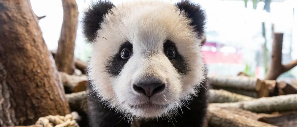 Achtung, hier komme ich: Panda Paule erkundet seine Umgebung.