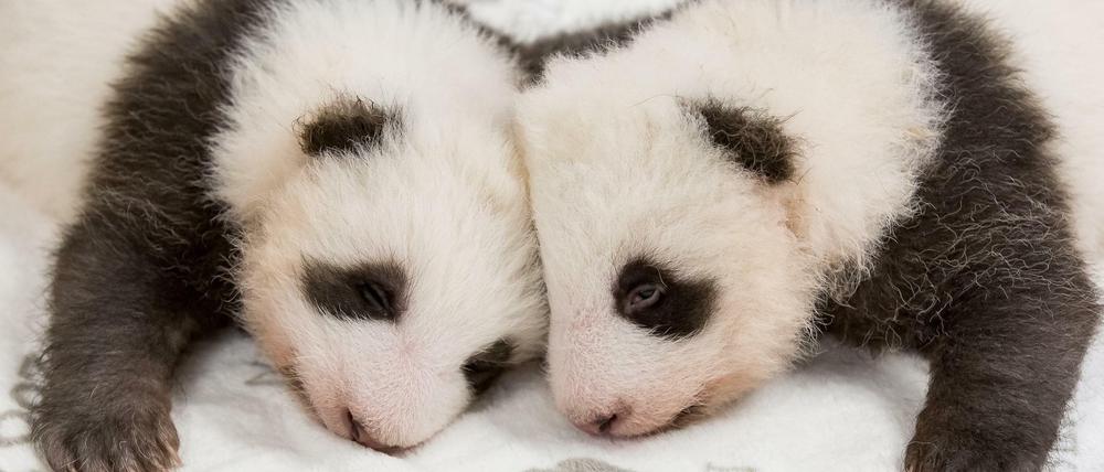 Knuffig: Die Panda-Babys beim ersten gemeinsamen Kuscheln.