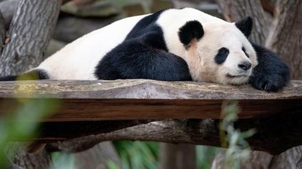 Panda-Papa Jiao Qing muss in die Röhre.